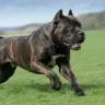 canecorso
