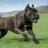 canecorso